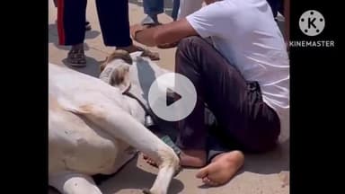 नीमच नगर: नीमच के गाय चौराहा पर अज्ञात वाहन ने गाय को मारी टक्कर, गाय की मौत