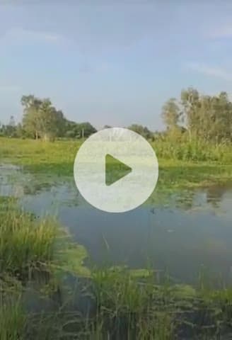 नवाबगंज: मसौली में कल्याणी नदी का बढ़ता जलस्तर किसानों के लिए मुसीबत बना, सैकड़ों बीघा धान की फसल डूबी, प्रशासन की चुप्पी