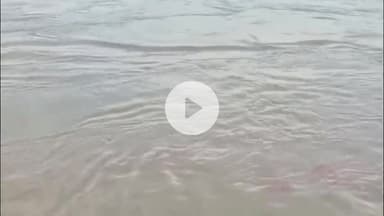 मथुरा: पहाड़ी इलाकों में बारिश से मथुरा के विश्राम घाट में यमुना का जलस्तर बढ़ा, निगम ने सतर्क रहने की मुनादी की