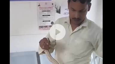 किस्को: लोहरदगा में अनोखा मामला: सांप के काटने के बाद घायल शख्स सांप लेकर अस्पताल पहुंचा