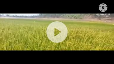 সারেঙ্গা: মাঠে চাষের কাজ করতে গিয়ে বজ্রপাতে মৃত্যু হল কৈলাস দুলে নামে কুলডিহা গ্রামের এক বাসিন্দার