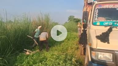 भुसावर: झारौटी गाँव के पास हरे पेड़ों को काटकर तस्करी का मामला सामने आया, वीडियो सोशल मीडिया पर हुआ वायरल