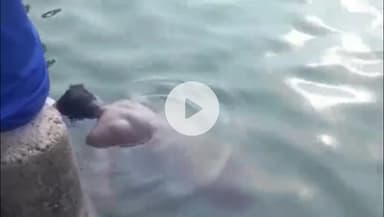 करौली: बालघाट किरवाड़ा के पास गंभीर नदी पर बने एनीकट में तैरता मिला अज्ञात युवक का शव, क्षेत्र में फैली सनसनी, नहीं हुई शिनाख्त