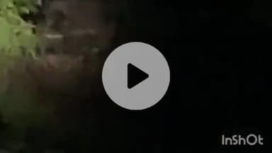 ब्यौहारी: ब्यौहारी से जंगली हाथी बांधवगढ़ लौटा, वन विभाग ने दी जानकारी