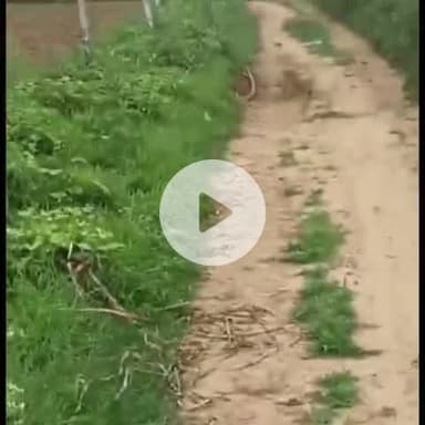 बाह: उदयपुर खालसा में कच्चे रास्ते पर लड़ते हुए दिखे साँप, वीडियो हुआ वायरल