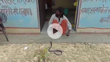 छिबरामऊ: खानपुर कसावा के आयुष्मान आरोग्य उप केंद्र में निकला किंग कोबरा, बाल-बाल बचे कर्मचारी और डॉक्टर