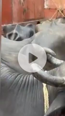 नरवल: महाराजपुर थाना क्षेत्र में नेशनल हाईवे पर मवेशियों से भरी पिकअप अनियंत्रित होकर पलटी, छह मवेशी घायल