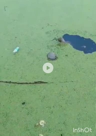 गुरुग्राम: द्वारका एक्सप्रेसवे पर नाले में मिली युवक की अर्धनग्न लाश, पुलिस ने शव कब्जे में लेकर जांच की शुरू