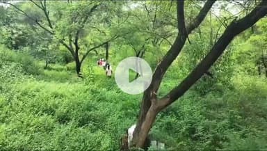 सिंगरौली: मयार ब्रिज के पास जंगल में पेड़ से लटकी मिली लाश, परिजनों ने हत्या का आरोप लगाया, पुलिस जांच में जुटी