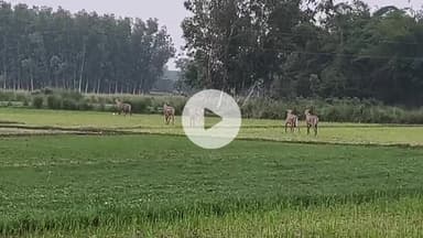 कादीपुर: दोस्तपुर क्षेत्र के अंतर्गत खालिसपुर गांव के पास किसानों के खेत में नीलगाय का झुंड दिखा, किसानों के चेहरे पर मायूसी