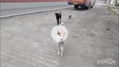 भीलवाड़ा: कल्किपुरा में आवारा श्वानो का आतंक,बच्चे घर के बाहर निकलने से लगे डरने #jansamasya