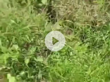 नौगावां सादात: नौगांवा तहसील क्षेत्र में तेंदुए के कारण ग्रामीण परेशान, खेत का वीडियो हुआ वायरल