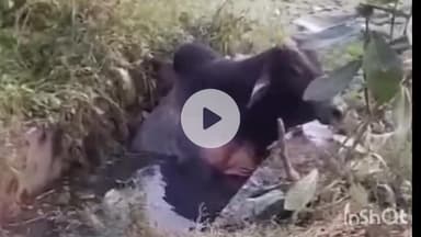 नवाबगंज: बड़ागांव में ग्रामीणों ने रस्सी के सहारे खींचकर नाले में गिरे सांड को बचाया, जंगल की तरफ छोड़ा