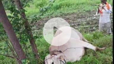 हिंगणघाट: गिरड शेतशिवारात विज पडुन बैलाचा मृत्यू:शेतकरी थोडक्यात बचावला :शेतकऱ्यांचे ५० हजार रुपयांचे नुकसान