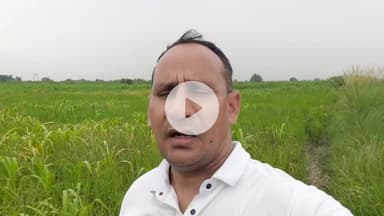 किसानों ने खरीफ फसल की बुवाई तो कर दी लेकिन अतिवृष्टि के कारण अब फसल चौपट होती दिख रही है।