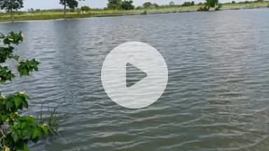 नरवल: सरसौल के डोमनपुर गंगा घाट में गंगा के बढ़ते जलस्तर से सैकड़ों बीघा फसल हुई जलमग्न