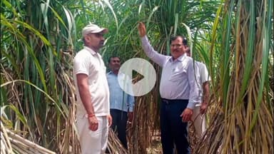 उतरौला: उतरौला में गन्ना विकास निरीक्षक ने किया ग्रामों का दौरा, फसलों की जांच में पाई गई स्वस्थ