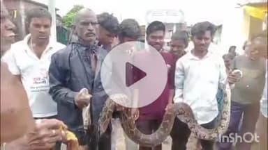 हिंगणघाट: तावी येथील घरात दहशत निर्माण करणाऱ्या कोंबडी ठार केलेल्या भल्यामोठ्या अजगराला सर्पमित्राने शिताफीने पकडले