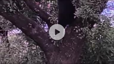 भटवाड़ी: भटवाड़ी के मल्ला, सैंज सहित दर्जनों गांव में भालू का आतंक, दिन में घूमते दिखाई दे रहा भालू, लोगों में दहशत