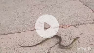 धौलपुर: मछुआरे के कांटे में मछली की जगह फंसा सांप, फिर जो हुआ वो देखने लायक था, काफी देर दर्द से कराहता तड़पता रहा सांप