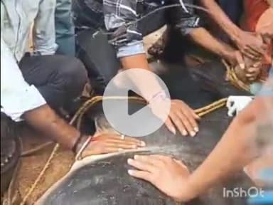 बल्देवगढ़: बल्देवगढ़-बम्होरी तिगैला पर अज्ञात वाहन ने बैल को मारी टक्कर, बजरंग दल कार्यकर्ता पहुंचे