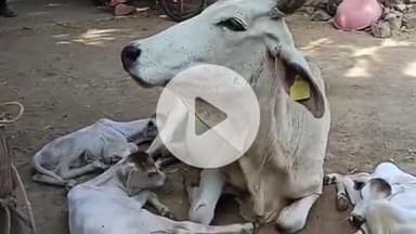 बाड़मेर: बाड़मेर के लंगेरा गांव में गौ माता ने चार बछड़ों को दिया जन्म, वीडियो हो रहा है वायरल