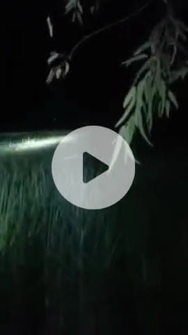 कलीनगर: गजरौला क्षेत्र में नेपाली हाथियों ने रात के अंधेरे में किसान की फसल को उजड़ा