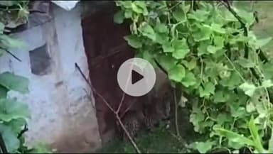 डुंडा: धनारी पट्टी के भवान गांव में एक घर के आंगन के बाहर गुलदार दिखने से ग्रामीणों में दहशत, गुलदार घायल अवस्था में है