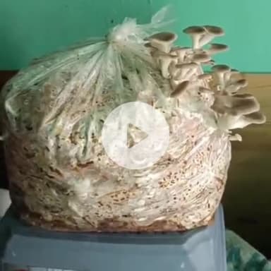 टापरी: किन्नौर के उरनी गाँव के किसान सुंदर नेगी ने तैयार की डिंगरी मशरूम, बेरोजगार युवाओं को दिया संदेश