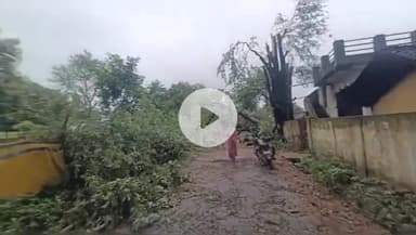 कोंडागांव: कोंडागांव नगर के बंधापारा वार्ड में पेड़ गिरने से दो दिन से बिजली गुल, विद्युत विभाग की अनदेखी से वार्डवासी नाराज़