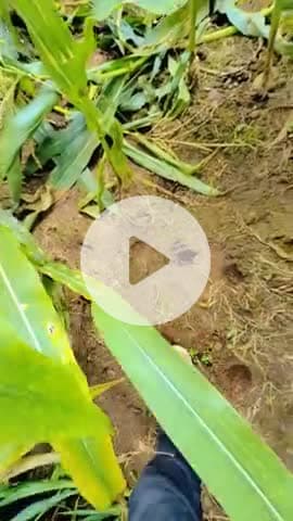 #मुकाम सहकारी पोस्ट छोटी तहसील अमरवाड़ा जिला छिंदवाड़ा मध्य प्रदेश