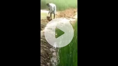 सिराथू: भदवा गाँव में दबंग ने किसान की धान की फसल को बर्बाद कर दिया, जबरन खेत के बीच से ले गया पानी