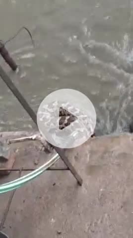 सुल्तानपुर: बारिश के बाद शहर के नॉर्मल चौराहे के पास स्थित नाले में निकला अजगर