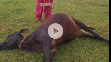 भंडरा: भंडरा प्रखंड के कसपुर गांव में वज्रपात से गाय की मौत, मजदूर परिवार संकट में, प्रशासन से मदद की गुहार