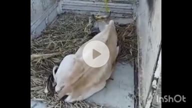 नवाबगंज: पब्लिक ऐप की खबर का असर, मौजानीपुर गौशाला के गोवंशों को दूसरे आश्रय स्थल में किया गया स्थानांतरित