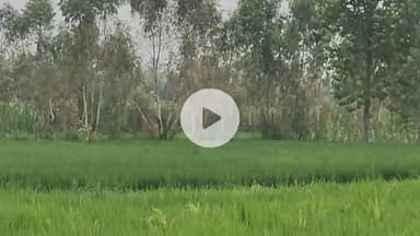 नौगावां सादात: नौगांवा क्षेत्र में तेंदुए से ग्रामीण परेशान, खेत का वीडियो किया गया वायरल