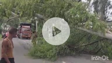 बांसवाड़ा: बड़गांव-चिड़ियावासा के बीच नीलगिरी का पेड़ गिरा, एक घंटे तक सड़क जाम