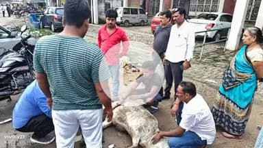 चौपारण: एक व्यक्ति ने अपने निजी खर्चे से घायल गाय का इलाज कराया, लोगों ने की सराहना