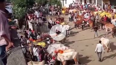 भोकरदन: वडोद तांगडा येथे बैल पोळा सन उत्सवात व शांततेत पार