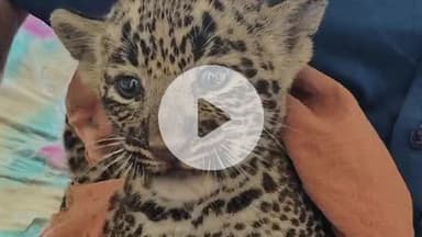 फतेहाबाद: निबोहरा के ग्राम धनौला कला की गौशाला के पास ग्रामीणों को मिला तेंदुए का शावक, वन विभाग ने उसे आगरा भेजा