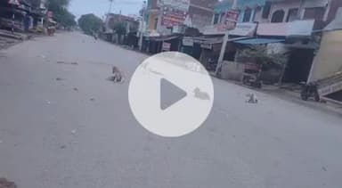 लंभुआ: हनुमानगंज बाजार के हाइवे की खाली सड़क पर कुत्तों के झुंड ने दर्जनों लोगों को काटा, फोटो वायरल