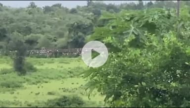 बांसवाड़ा: श्यामपुरा क्षेत्र में पैंथर की दस्तक, लोग दहशत में, पिछले कई दिनों से दिख रहा है पैंथर