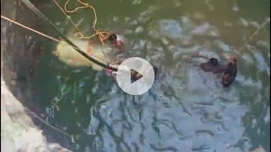 भोकरदन: बैलपोळा सणाच्या दिवशीच विहिरीत पडून शेतकऱ्यांच्या बैलाचा मृत्यू ,आडगाव भोंबे येथील घटना