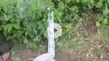 थानेसर: गांव संघोंर में ट्यूबवेल की तारें चुराने वाला चोर किसानों द्वारा पकड़ा गया, पुलिस के हवाले