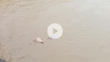 हज़ारीबाग: टाटीझरिया: सिवाने नदी में बहे दो मवेशी, लगातार बारिश से नदियां उफान पर