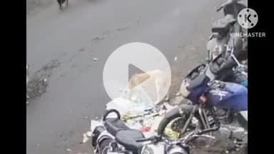 हुज़ूर: भोपाल में आवारा कुत्तों का आतंक, 100 मीटर के दायरे में 14 साल की बच्ची समेत 7 लोग घायल