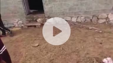 बाड़मेर: बाड़मेर शहर के इंदिरा कॉलोनी इलाके में बकरियों के बाड़े में अज्ञात कारणों से एक साथ 6 बकरियों की हुई अचानक मौत