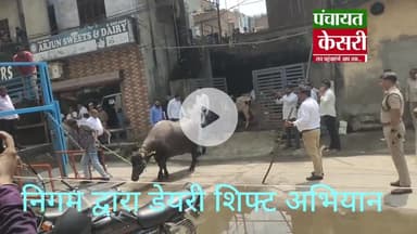 करनाल में डेयरी शिफ्टिंग अभियान,7 डेयरियों पर की निगम ने कार्यवाही भैंसे ले गए