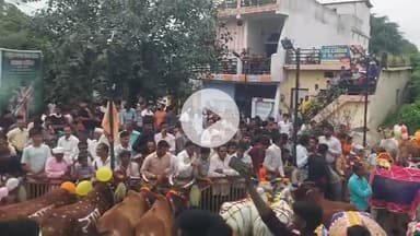 आमला: माता मंदिर में किसानों ने धूमधाम से मनाया पोला पर्व, आमला विधायक हुए शामिल