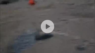 टापरी: किन्नौर के टापरी समीप सतलुज नदी में फंसे कुत्ते का पुलिस कर्मियों ने किया रेस्क्यू, मानवता की मिसाल पेश की